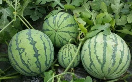 mnvvpm黑料吃瓜,吃瓜群众如何解读娱乐圈风云